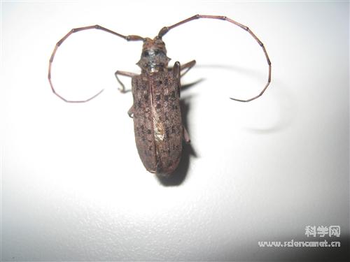 科学网—麻步甲幼虫 - 昆虫