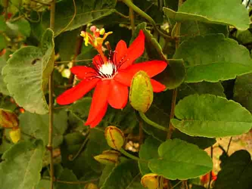 科学网—红花西番莲.jpg - 画家最爱植物