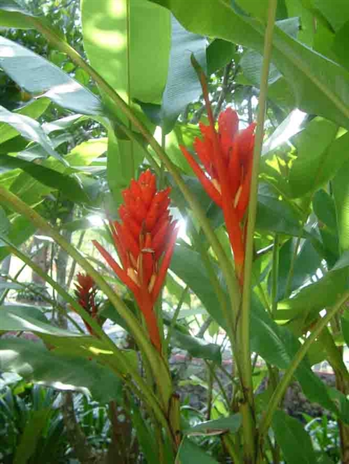 科学网—红花西番莲.jpg - 画家最爱植物