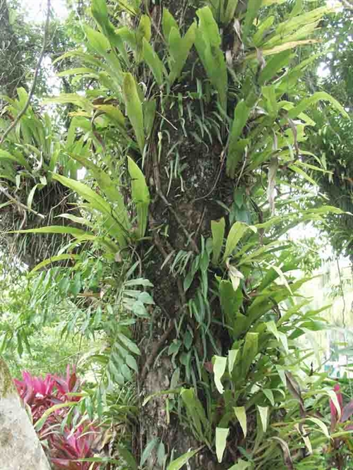 科学网—旅人蕉花.jpg - 画家最爱植物