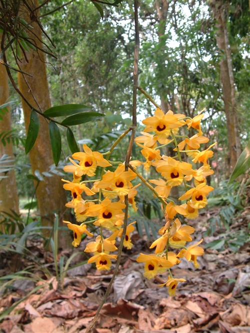 科学网—dsc07888.jpg - 热带兰花