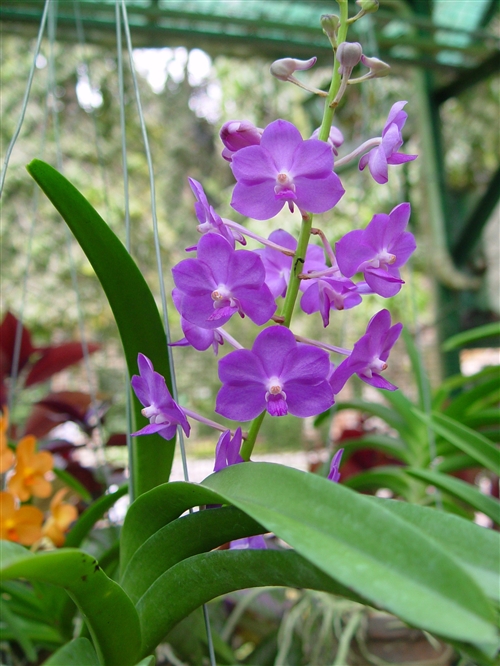 科学网—dsc07888.jpg - 热带兰花