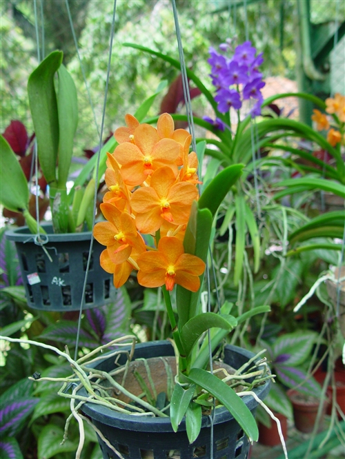 科学网—dscf0932.jpg - 热带兰花