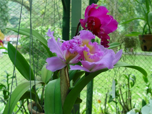 科学网—dscf0932.jpg - 热带兰花