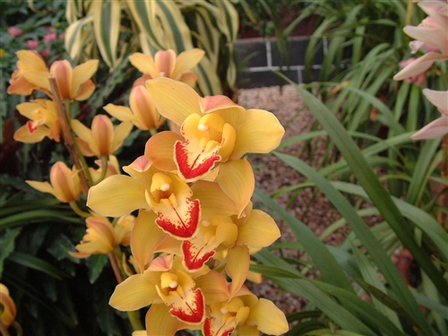 科学网—dsc07889.jpg - 热带兰花