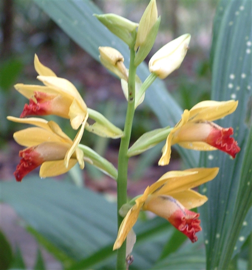 科学网—dscf0932.jpg - 热带兰花