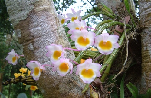 科学网—p1010094.jpg - 热带兰花