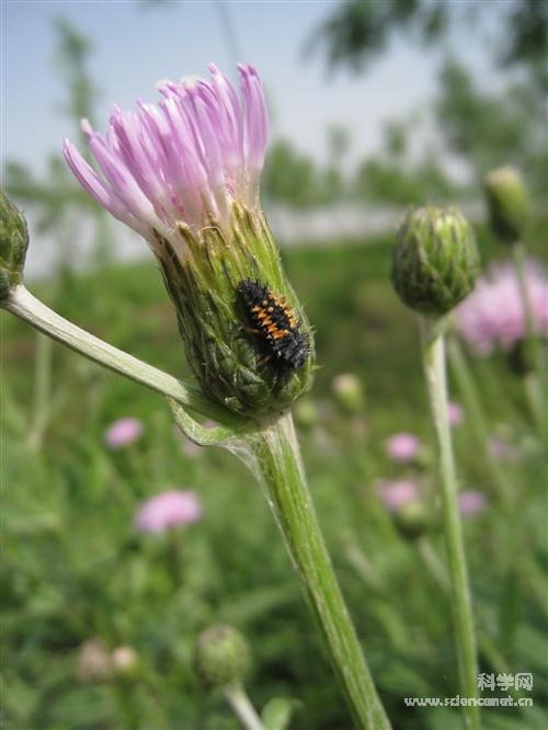 科学网—柳蓝叶甲幼虫 - 昆虫