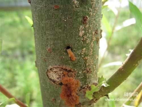 科学网—柳蓝叶甲幼虫 - 昆虫