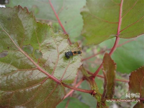 科学网—黄尾毒蛾幼虫 - 昆虫
