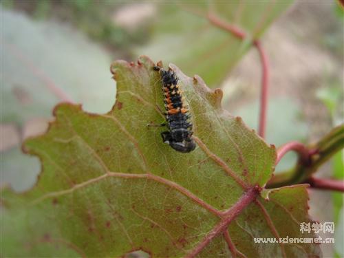 科学网—黄尾毒蛾幼虫 - 昆虫