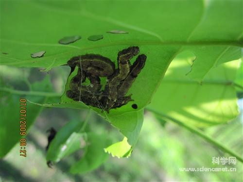 科学网—杨小舟蛾成虫.jpg - 昆虫