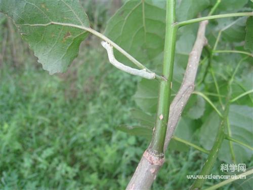 科学网—杨二尾舟蛾幼虫.jpg - 昆虫