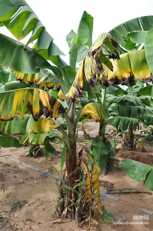 科学网—dsc_0550.jpg - 香蕉枯萎病