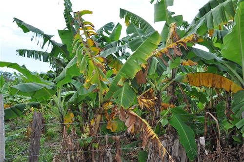 科学网—dsc_0454 blog.jpg - 香蕉枯萎病