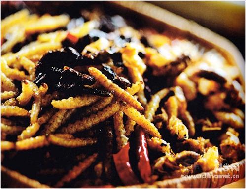 科学网—buzz-14.jpg - pic-book