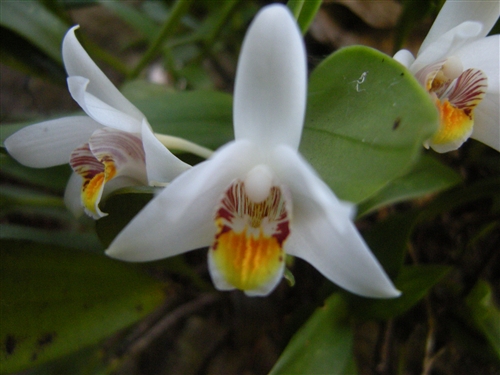 科学网—贵州地宝兰.jpg - 兰花照片