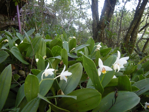 科学网—贵州地宝兰.jpg - 兰花照片
