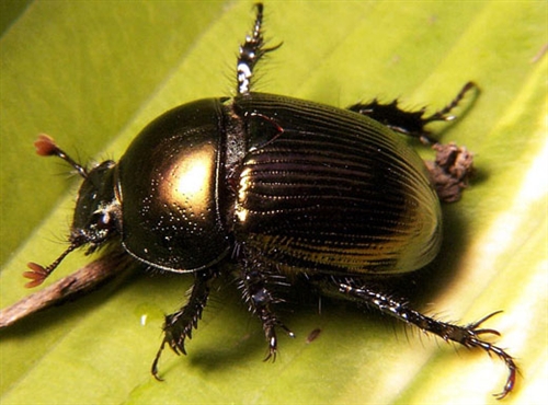 科学网—bugshow_megan_egyptianbeetle.jpg - pic-book