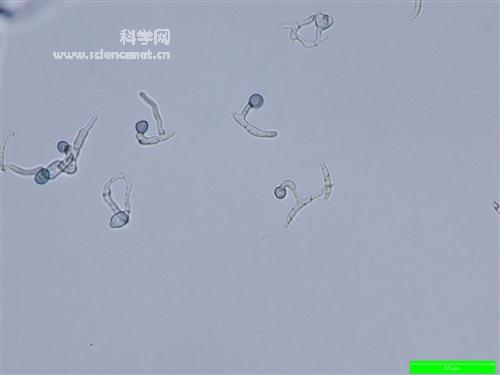 炭疽芽孢杆菌菌落形态图片