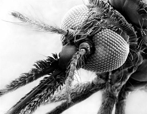 科学网—18.jpg - 环球网疟疾图片