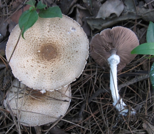 科学网—格纹鹅膏 amanilta fritillaria (10).jpg - 狮子山 菌物物语