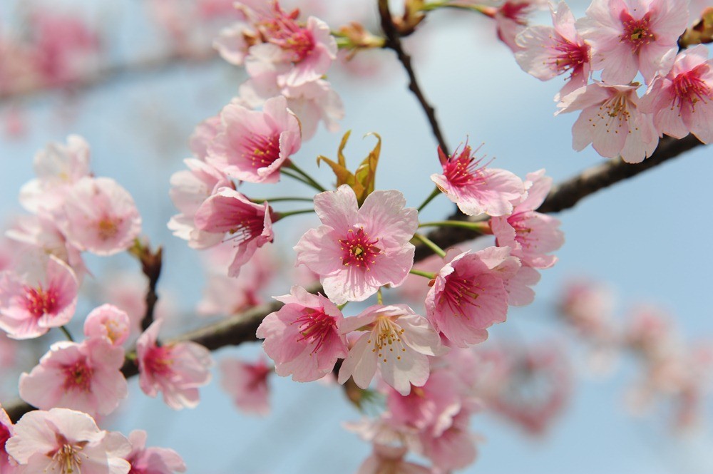 烂漫春花(2):大寒樱