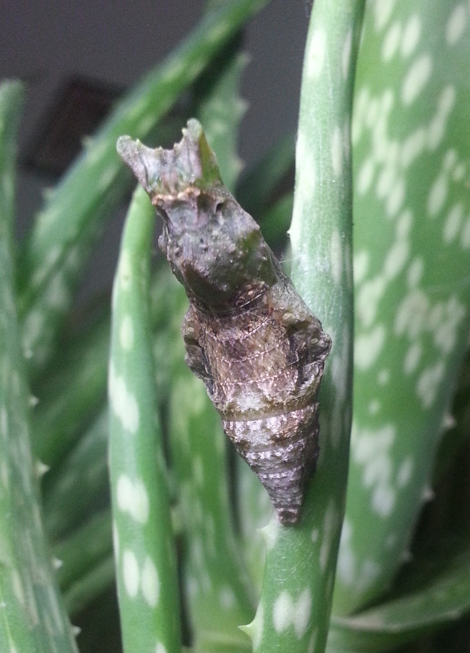 玉带斑蛾幼虫图片