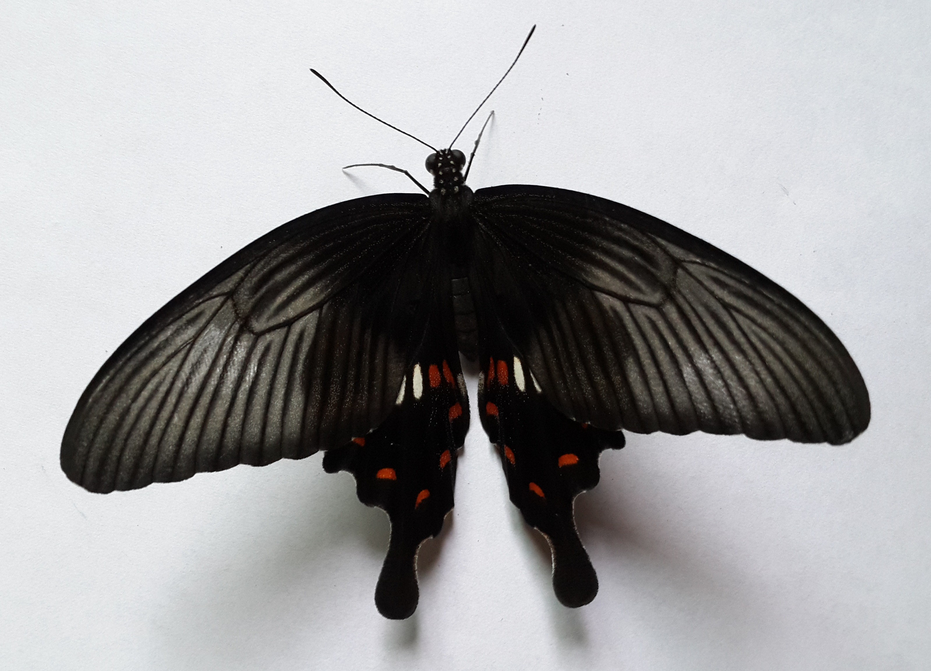 一种柑橘凤蝶——玉带凤蝶