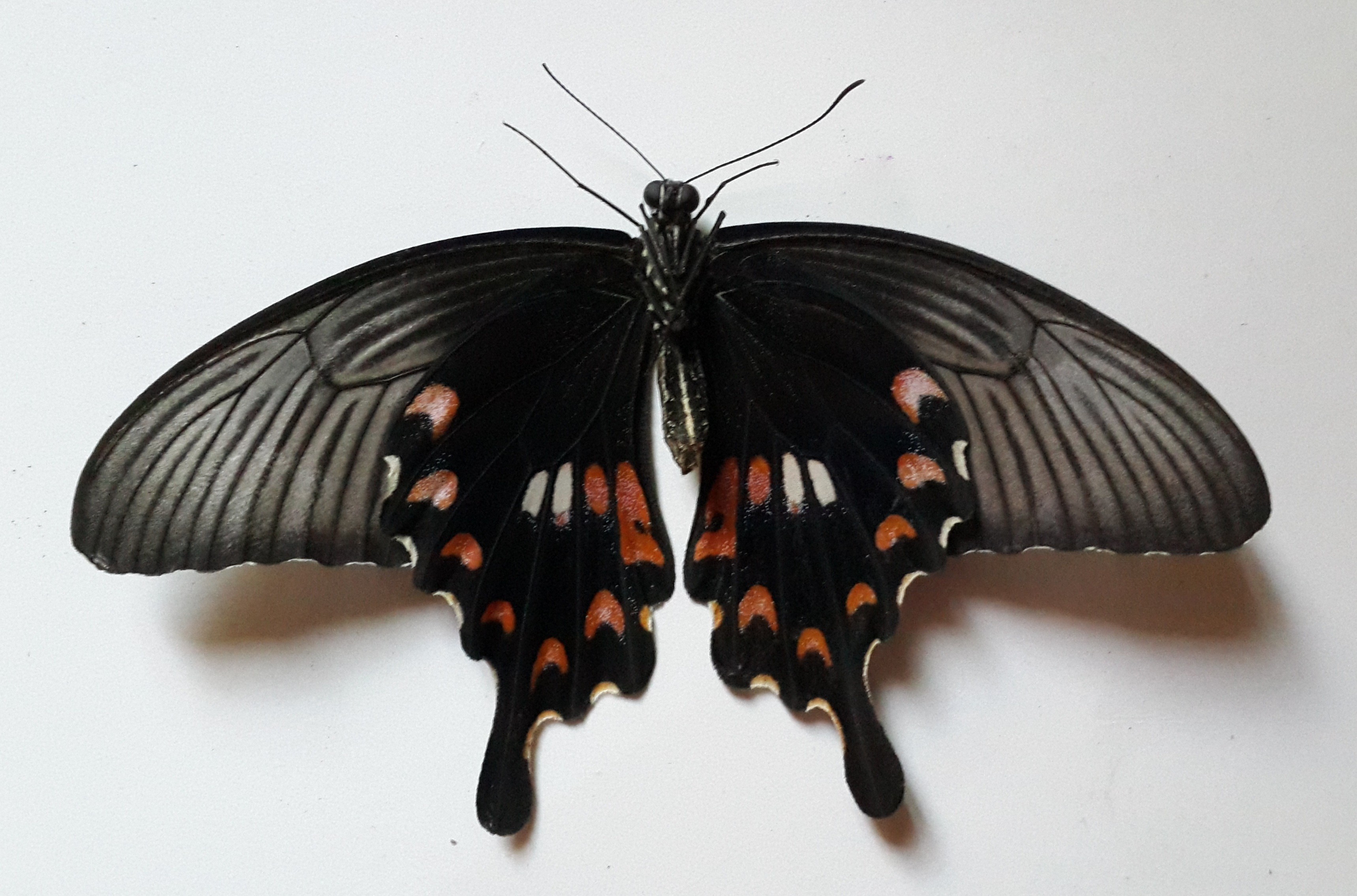 一种柑橘凤蝶——玉带凤蝶