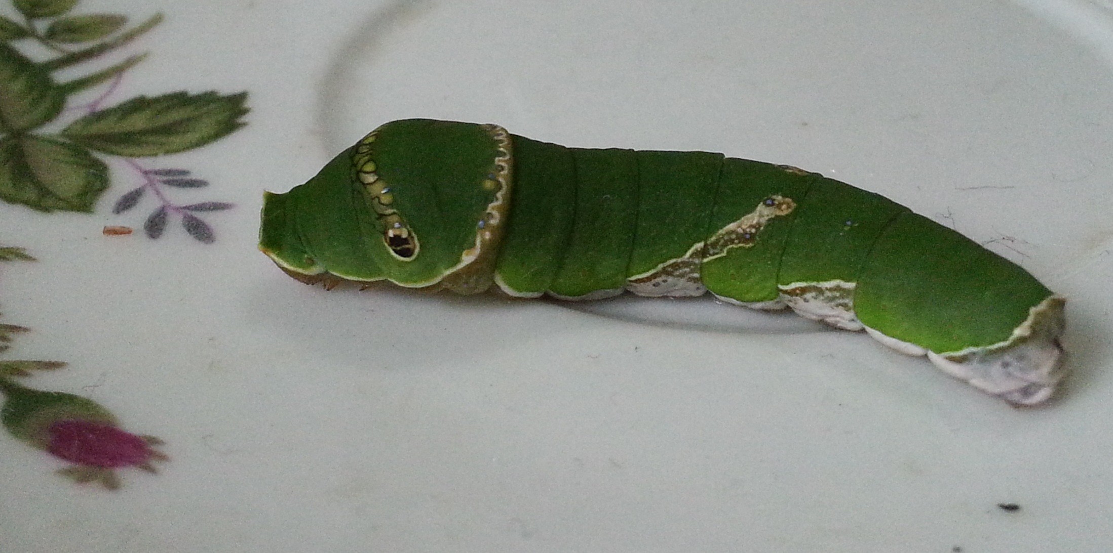 玉带凤蝶低龄幼虫图片图片
