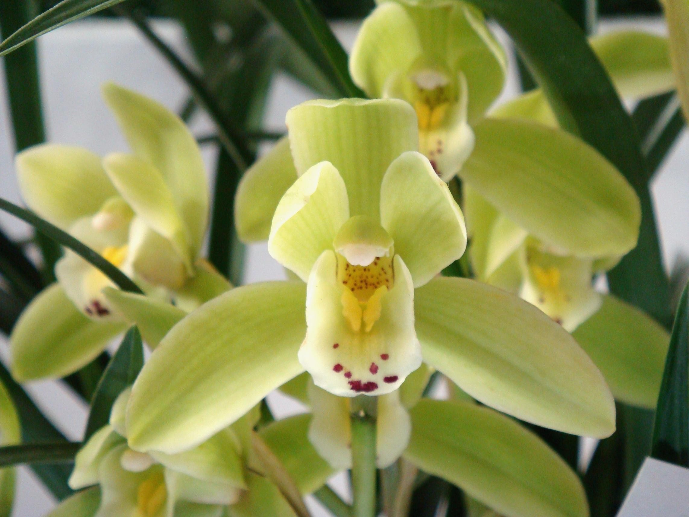 图说杂交兰之系列二(兰属cymbidium)