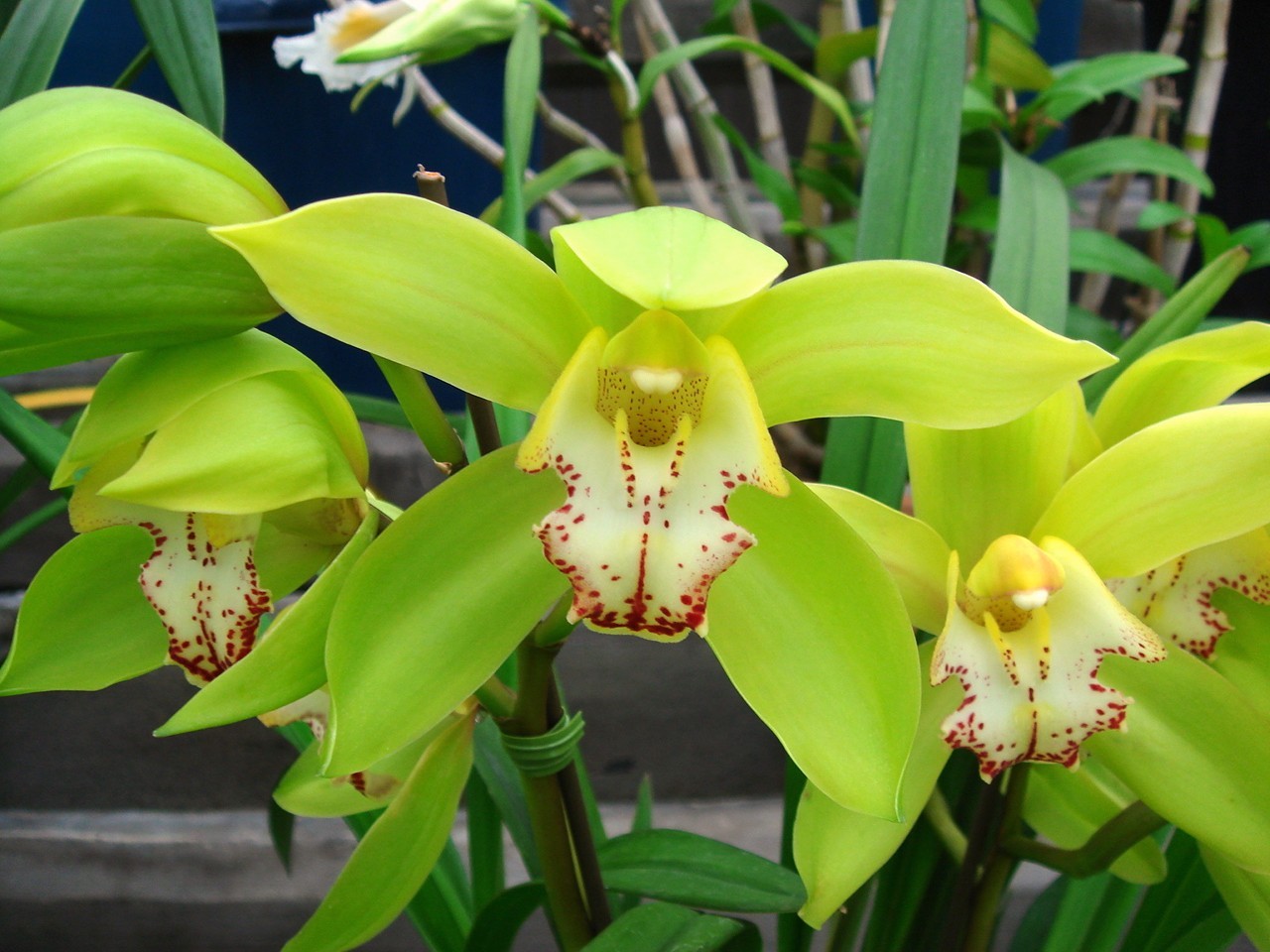 图说杂交兰之系列二(兰属cymbidium)