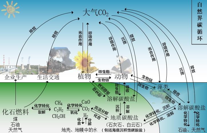 碳循环过程示意图图片