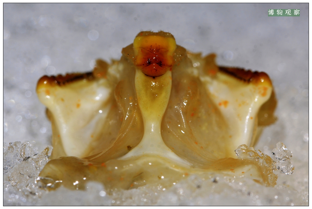 螃蟹里的法海图片