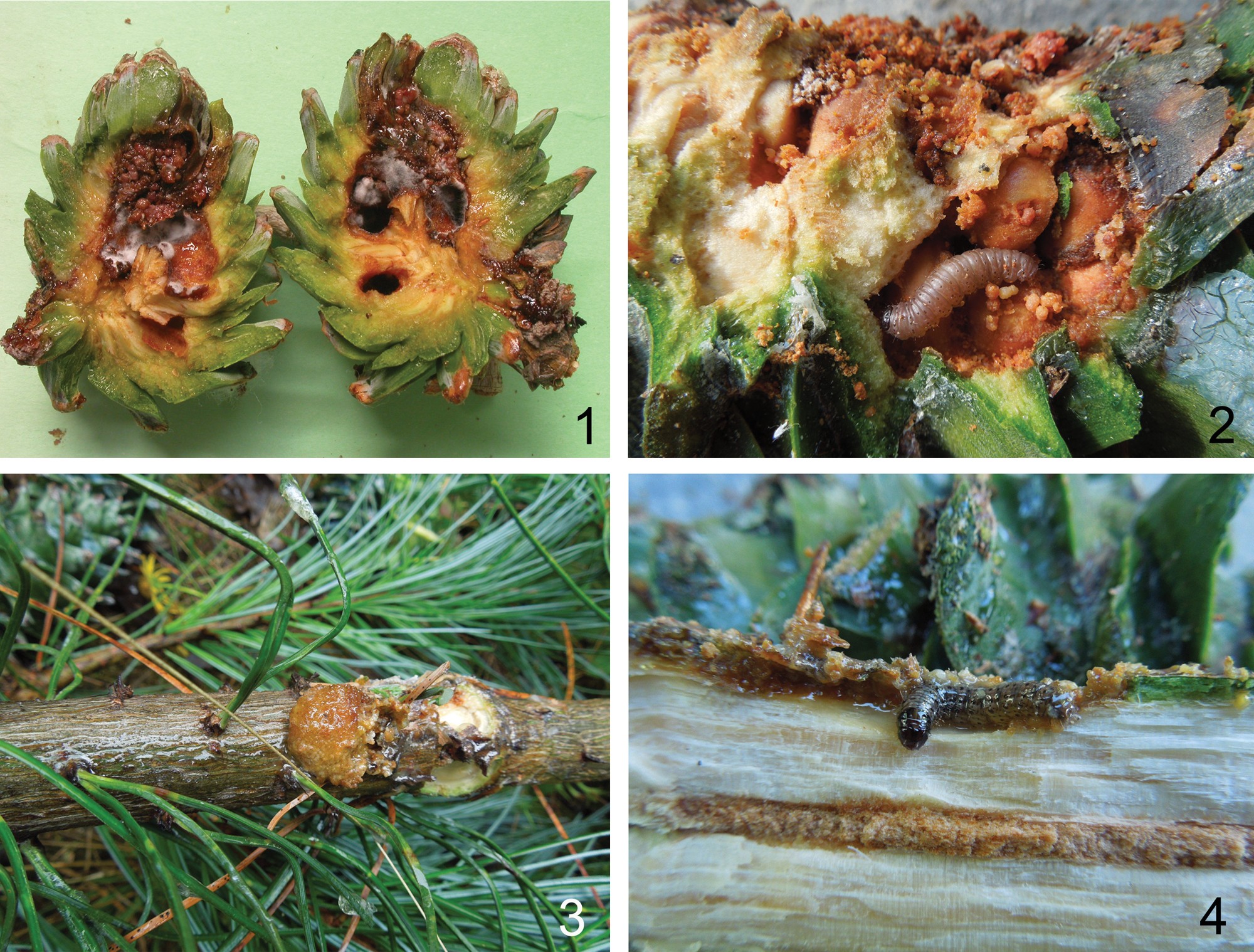 短评杨忠岐研究员发表松树害虫寄生蜂新种