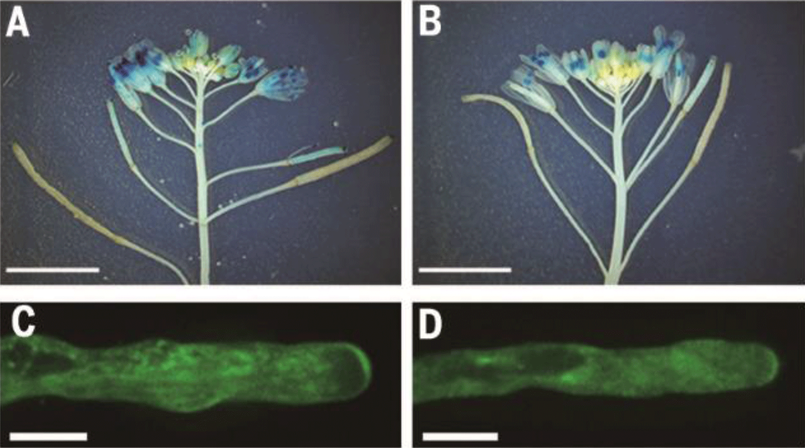 arabidopsis pollen tube integrity and sperm release are