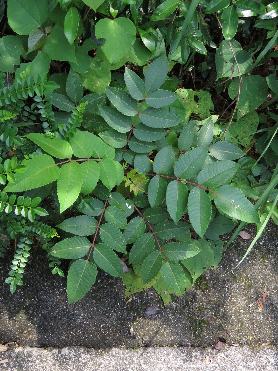 常见的复叶植物图片