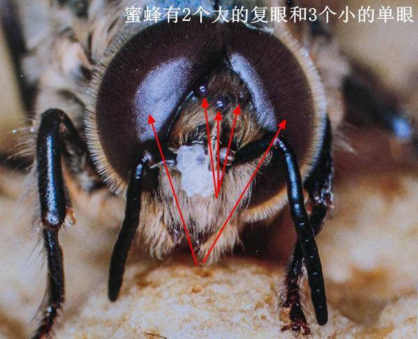 蜜蜂的眼睛:复眼1对,较发达,位于头部两侧