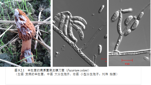 镰刀菌分类图片