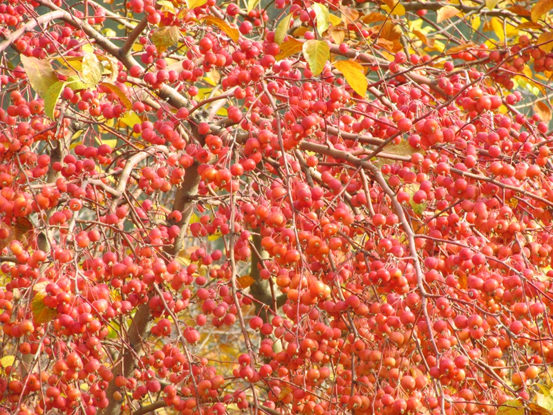 路边绿化树结红色果实图片
