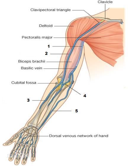 肱静脉的准确位置图片图片