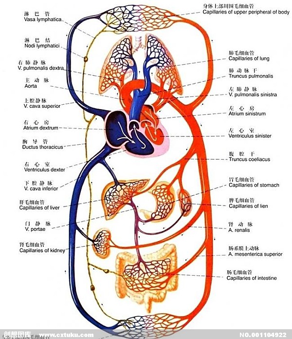 心脏血液循环的路径图图片