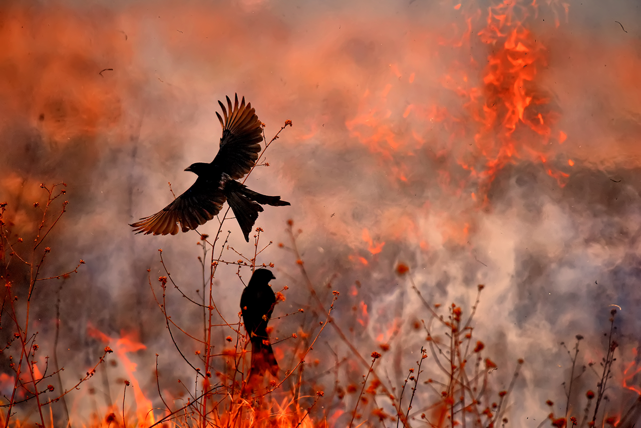 一些中国的成语,用来描述火对动物的毁灭作用,如飞蛾扑火和凤凰涅