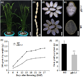 pbj上海师范大学和长江大学解析水稻胚乳淀粉合成与种子发育的分子