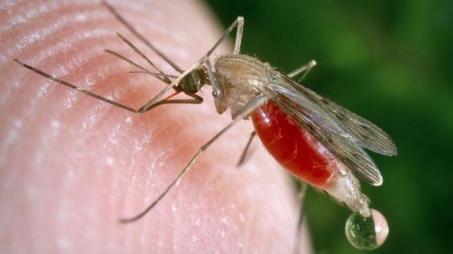毒蚊子和普通蚊子图片