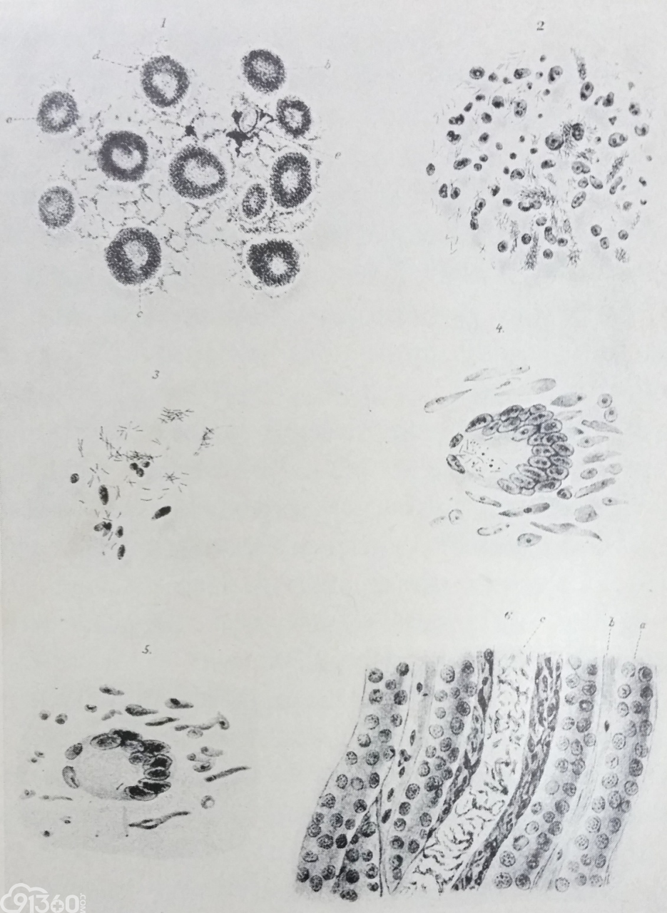 霍乱弧菌学生手绘图图片