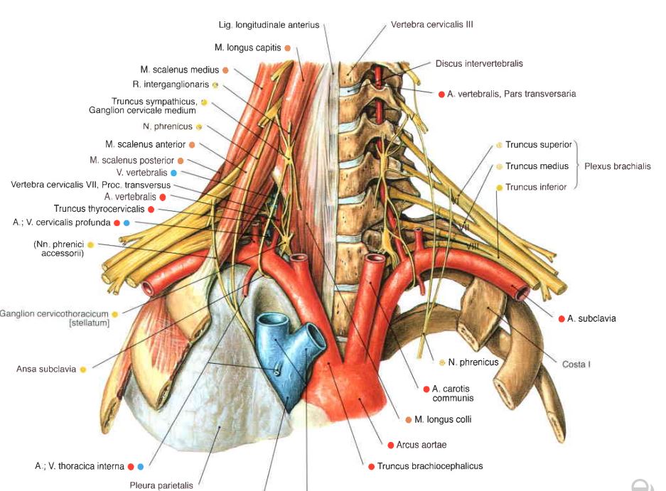 在锁骨中点和胸肩峰动脉一起进入胸大肌,与来自内侧束的胸前内侧神经
