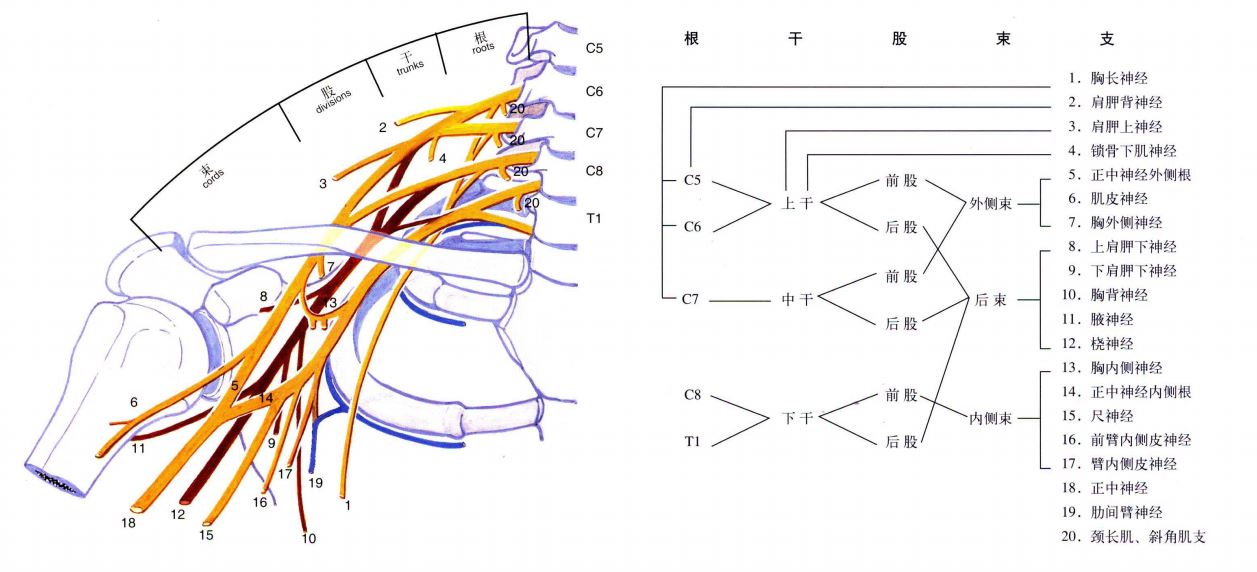 上肢神经支配分布图ppt图片