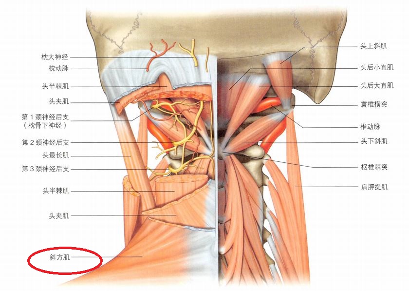 项韧带结构图图片
